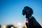 Black dog wearing illuminated red LED collar light at twilight
