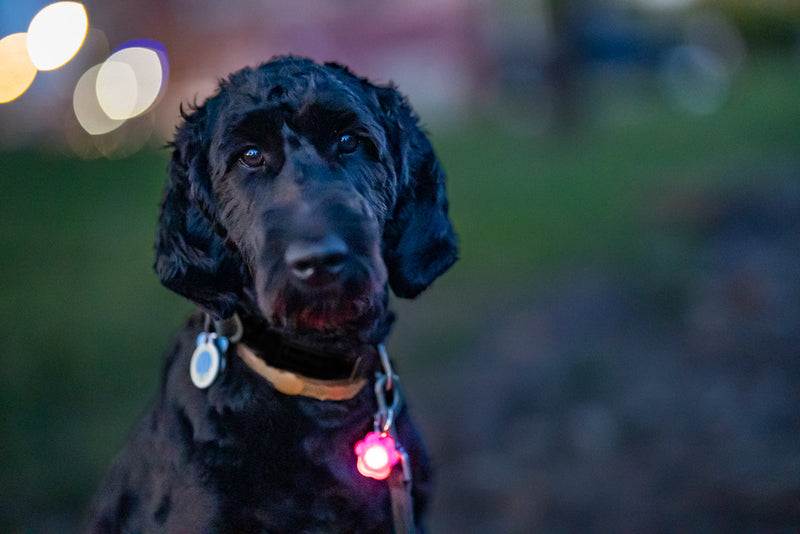 Black dog wearing illuminated red LED safety collar light at dusk