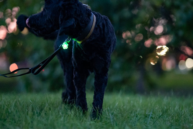 Black dog wearing LED collar light with green illumination during evening walk