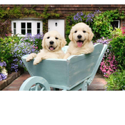 Two golden retriever puppies in a wheelbarrow with a garden background
