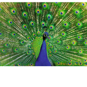 Finished view of Peacock puzzle displaying its vibrant tail feathers on a solid background.
