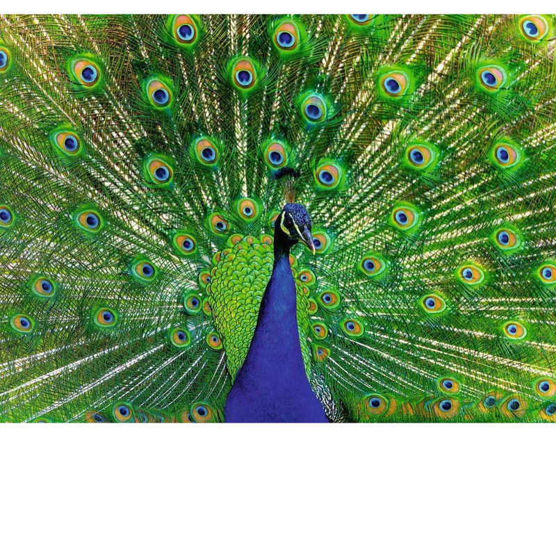 Finished view of Peacock puzzle displaying its vibrant tail feathers on a solid background.