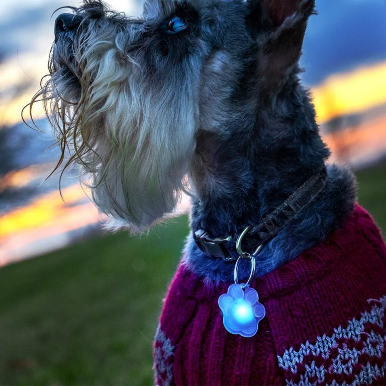 Small dog wearing purple sweater with illuminated blue paw-shaped LED collar tag at sunset