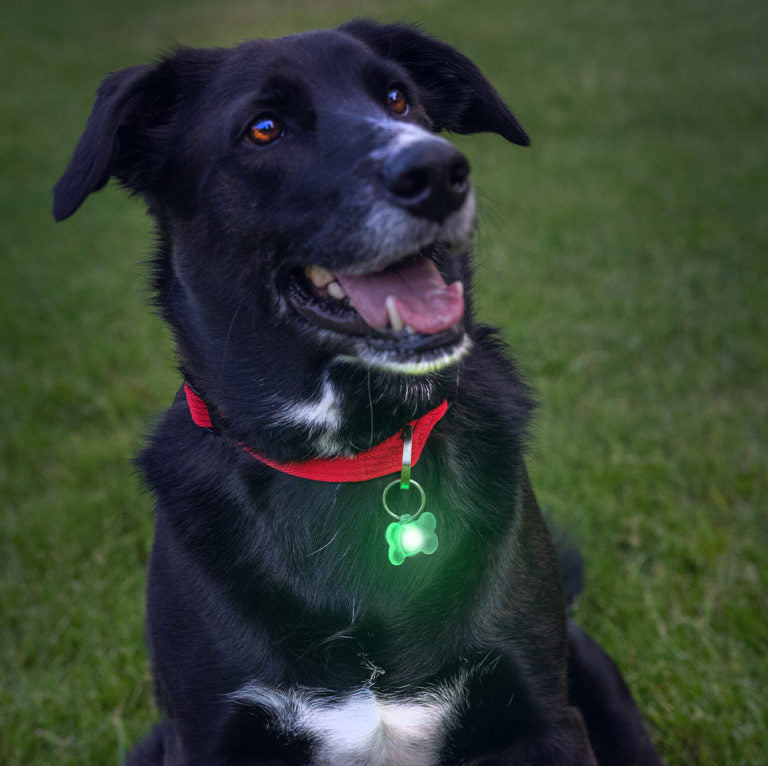 Black dog wearing green LED light tag on red collar outdoors