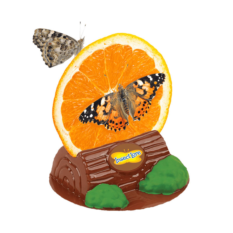 Insect Lore butterfly habitat with orange slice and colorful butterflies on brown base