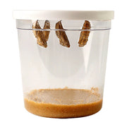 Clear container with butterfly chrysalises hanging from lid and soil substrate at bottom