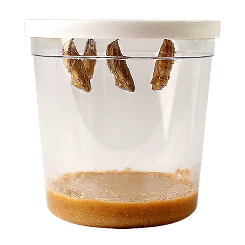 Clear container with butterfly chrysalises hanging from lid and soil substrate at bottom