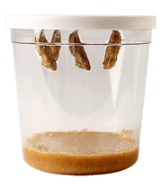 Clear container with butterfly chrysalises hanging from lid and soil substrate at bottom