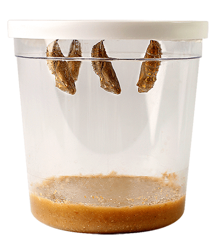 Clear container with butterfly chrysalises hanging from lid and soil substrate at bottom
