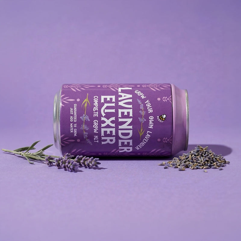 Purple lavender grow kit soda can with lavender sprigs and seeds on purple background