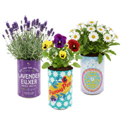Three colorful soda can flower grow kits with lavender, pansies, and daisies sprouting from decorated cans
